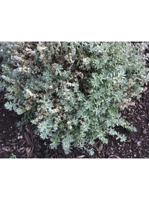 Szúrósternye / PTILOTRICHUM spinosum 