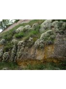 Szúrósternye / PTILOTRICHUM spinosum 