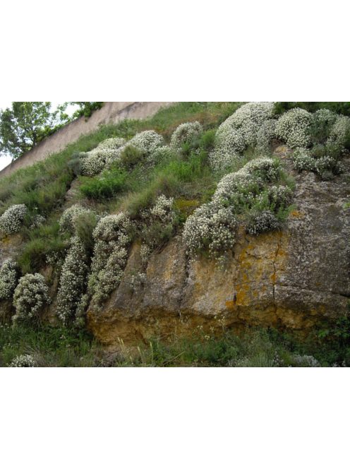 Szúrósternye / PTILOTRICHUM spinosum 