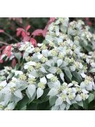 Hegyi menta / PYCNANTHEMUM muticum 