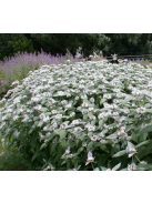 Hegyi menta / PYCNANTHEMUM muticum 