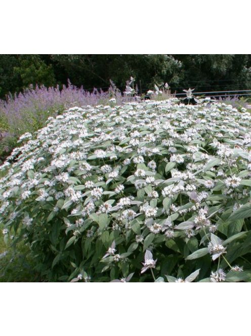 Hegyi menta / PYCNANTHEMUM muticum 