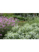 Hegyi menta / PYCNANTHEMUM muticum 