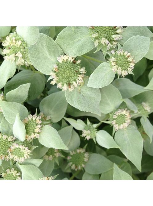 Hegyi menta / PYCNANTHEMUM muticum 