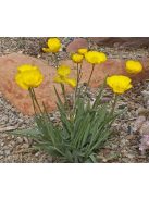 Boglárka / RANUNCULUS gramineus 