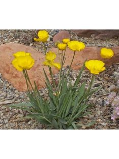 Boglárka / RANUNCULUS gramineus 