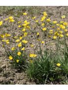 Boglárka / RANUNCULUS gramineus 