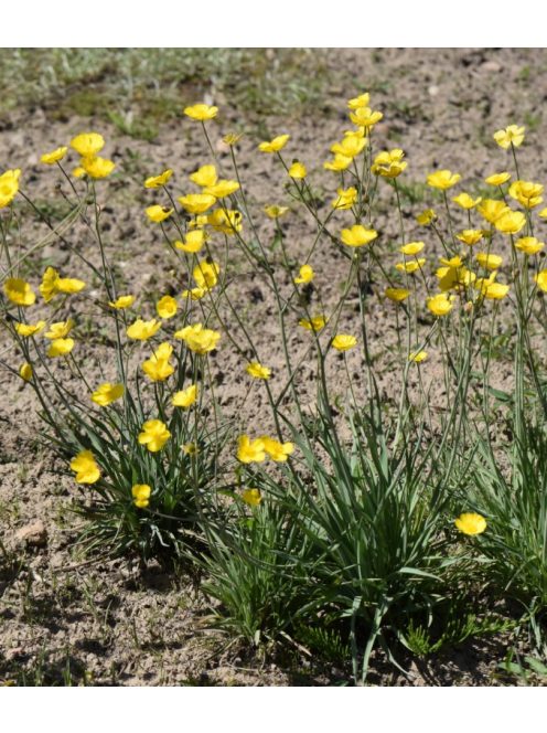 Boglárka / RANUNCULUS gramineus 