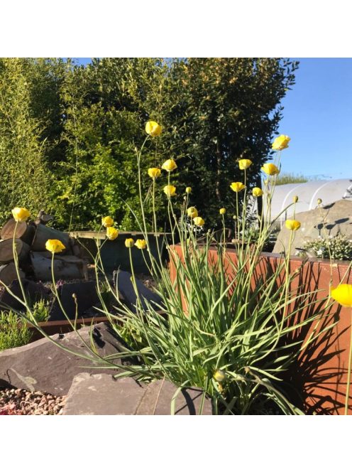 Boglárka / RANUNCULUS gramineus 