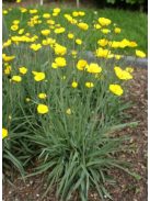Boglárka / RANUNCULUS gramineus 