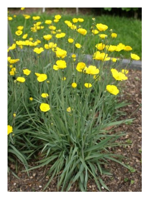 Boglárka / RANUNCULUS gramineus 