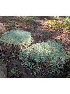 Zuzmógyep / RAOULIA australis 