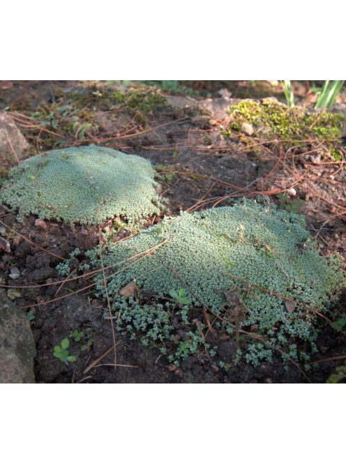 Zuzmógyep / RAOULIA australis 