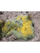 Zuzmógyep / RAOULIA australis 
