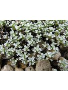 Zuzmógyep / RAOULIA australis 