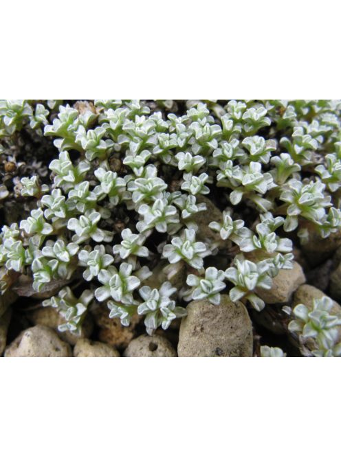 Zuzmógyep / RAOULIA australis 
