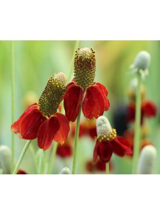 Mexikói kalapvirág / RATIBIDA columnifera f. pulcherrima 