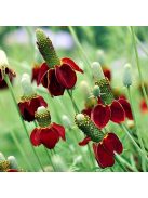 Mexikói kalapvirág / RATIBIDA columnifera f. pulcherrima 