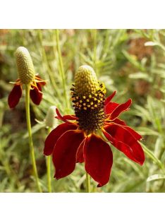   Mexikói kalapvirág / RATIBIDA columnifera f. pulcherrima 'Red Midget'