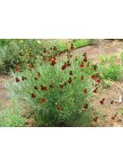 Mexikói kalapvirág / RATIBIDA columnifera f. pulcherrima 'Red Midget'