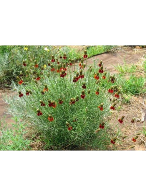 Mexikói kalapvirág / RATIBIDA columnifera f. pulcherrima 'Red Midget'