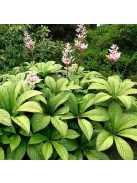 Tópartifű / RODGERSIA aesculifolia var. henrici 