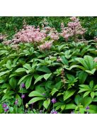 Tópartifű / RODGERSIA aesculifolia var. henrici 