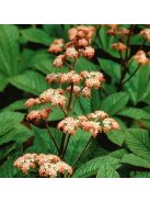 Tópartifű / RODGERSIA aesculifolia var. henrici 