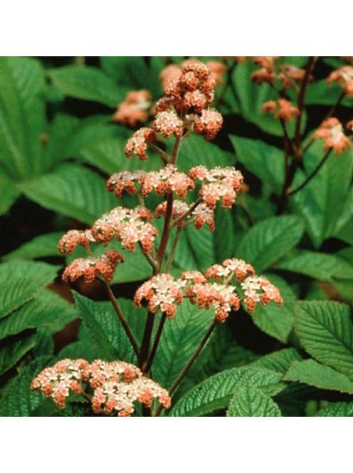 Tópartifű / RODGERSIA aesculifolia var. henrici 