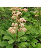 Tenyeres tópartifű / RODGERSIA pinnata 