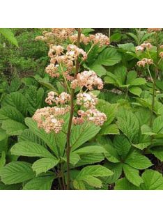 Tenyeres tópartifű / RODGERSIA pinnata 