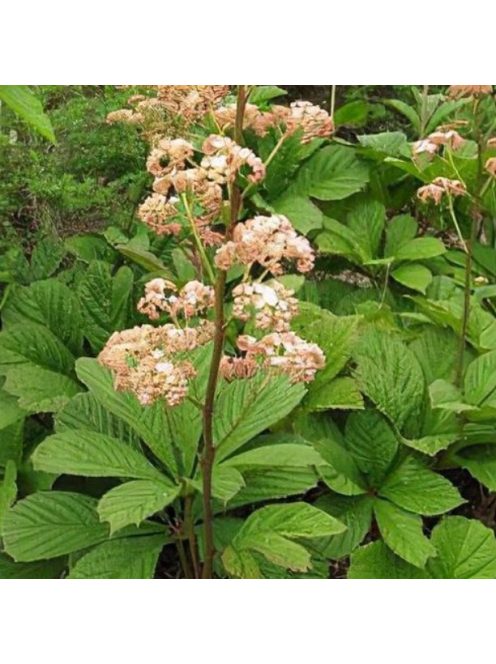 Tenyeres tópartifű / RODGERSIA pinnata 