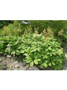 Tenyeres tópartifű / RODGERSIA pinnata 