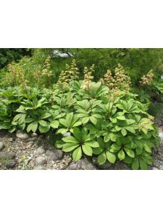Tenyeres tópartifű / RODGERSIA pinnata 