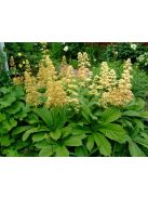 Tenyeres tópartifű / RODGERSIA pinnata 