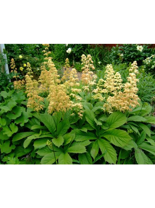 Tenyeres tópartifű / RODGERSIA pinnata 