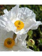 Coulter-cserjésmák / ROMNEYA coulteri 