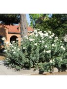 Coulter-cserjésmák / ROMNEYA coulteri 