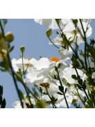 Coulter-cserjésmák / ROMNEYA coulteri 