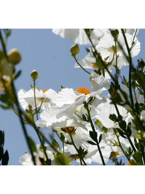 Coulter-cserjésmák / ROMNEYA coulteri 