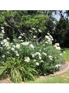Coulter-cserjésmák / ROMNEYA coulteri 