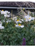Coulter-cserjésmák / ROMNEYA coulteri 