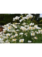 Coulter-cserjésmák / ROMNEYA coulteri 