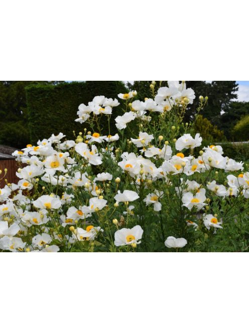 Coulter-cserjésmák / ROMNEYA coulteri 