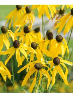 Kúpvirág / RUDBECKIA grandiflora 'Sundance'