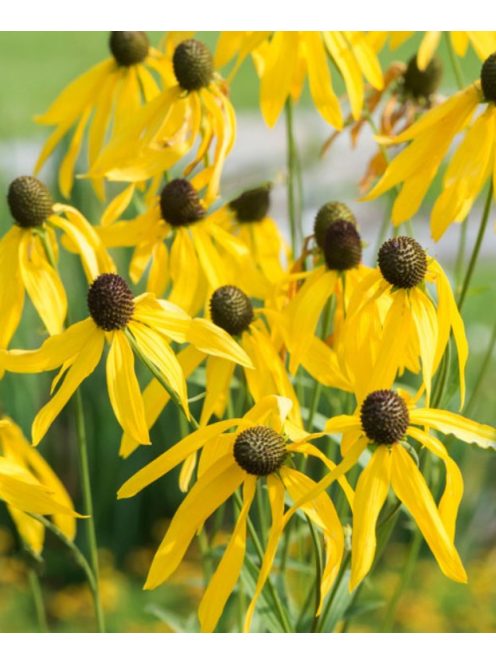 Kúpvirág / RUDBECKIA grandiflora 'Sundance'
