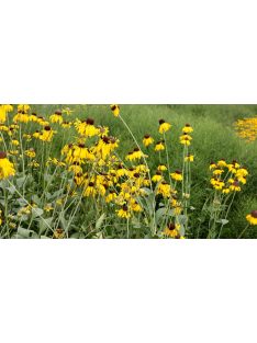 Kúpvirág / RUDBECKIA grandiflora 'Sundance'