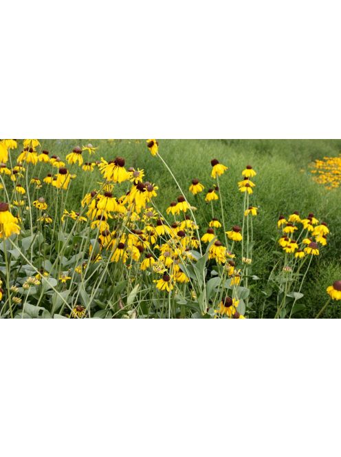 Kúpvirág / RUDBECKIA grandiflora 'Sundance'