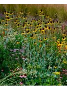 Kúpvirág / RUDBECKIA grandiflora 'Sundance'