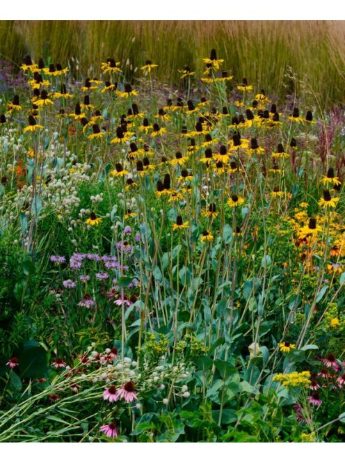 Kúpvirág / RUDBECKIA grandiflora 'Sundance'